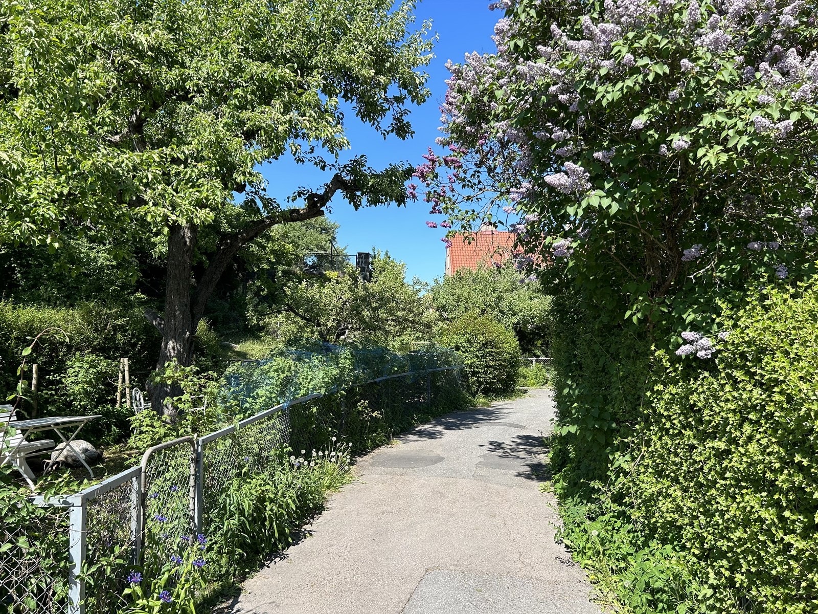 Selgers eget sommerbilde. Galleribilde