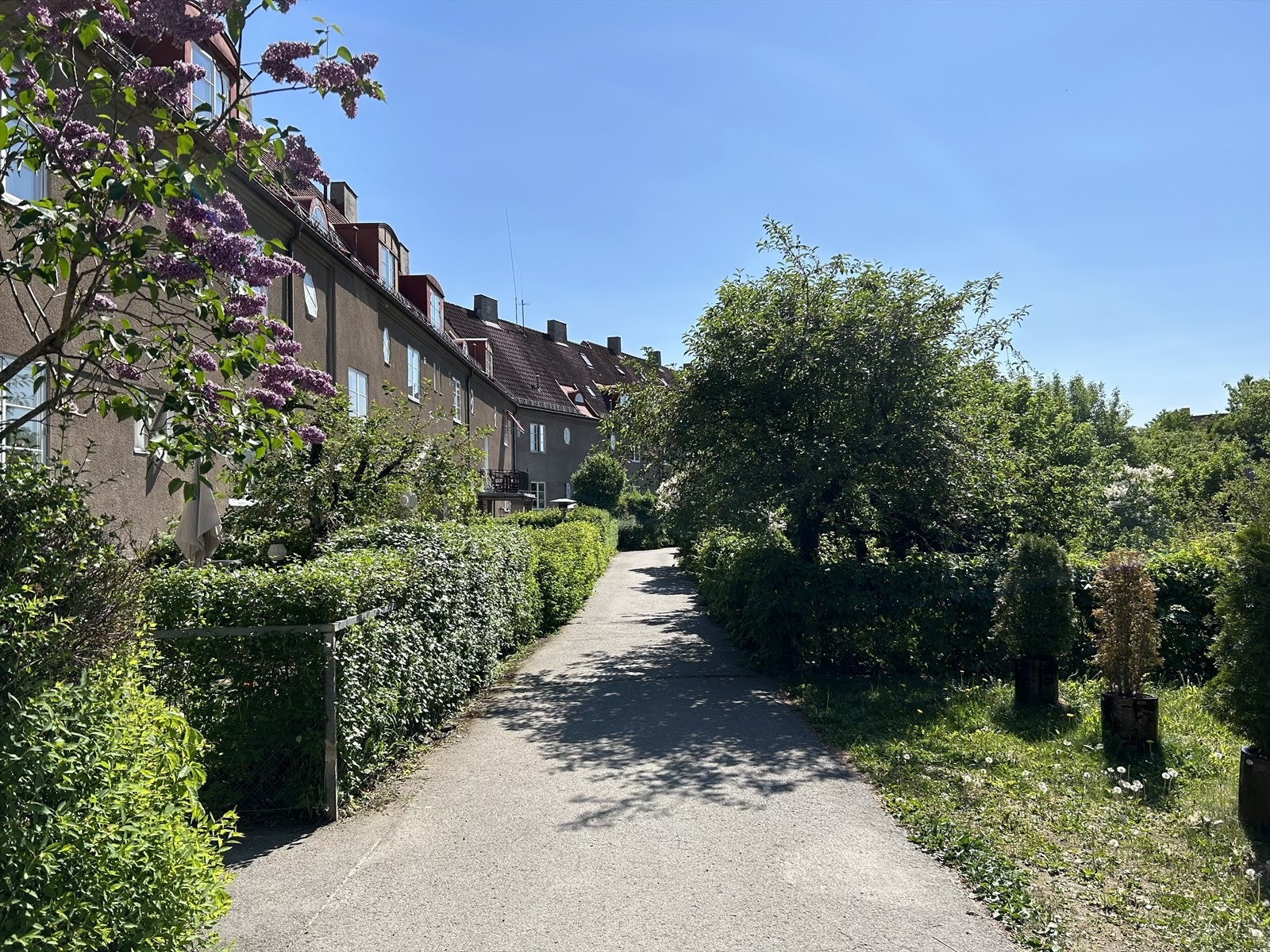 Selgers eget sommerbilde. Galleribilde