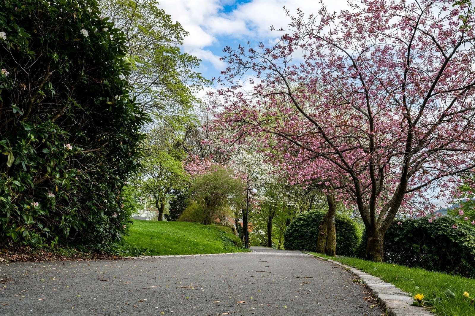 - Ta med piknikkurven og nyt solfylte dager i Leaparken - Galleribilde