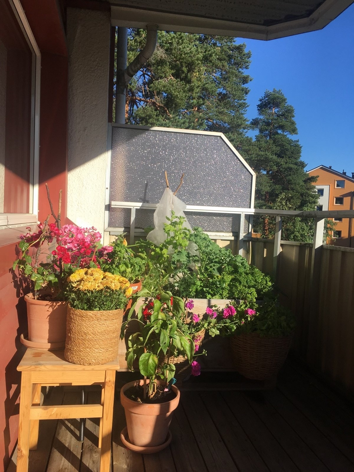 Selgers egne bilder av balkongen sommerstid. Her er det gode muligheter for litt egen dyrking. Galleribilde