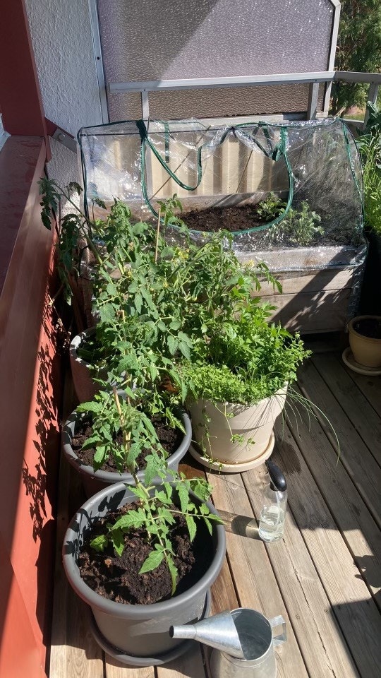 Eller om man vil dyrke selv. Galleribilde