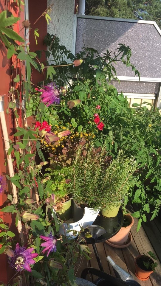 Med en solrik balkong ligger alt til rette for en frodig uteplass. Galleribilde