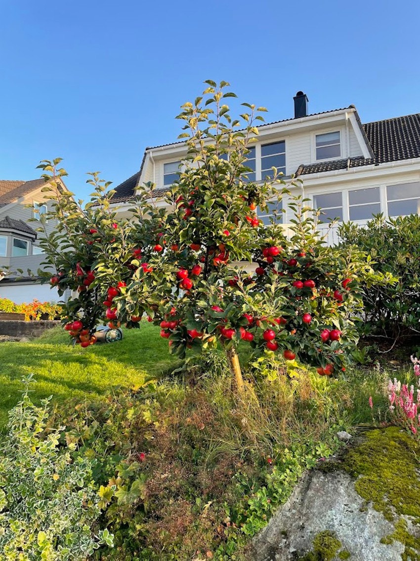 Selgers eget bilde Galleribilde