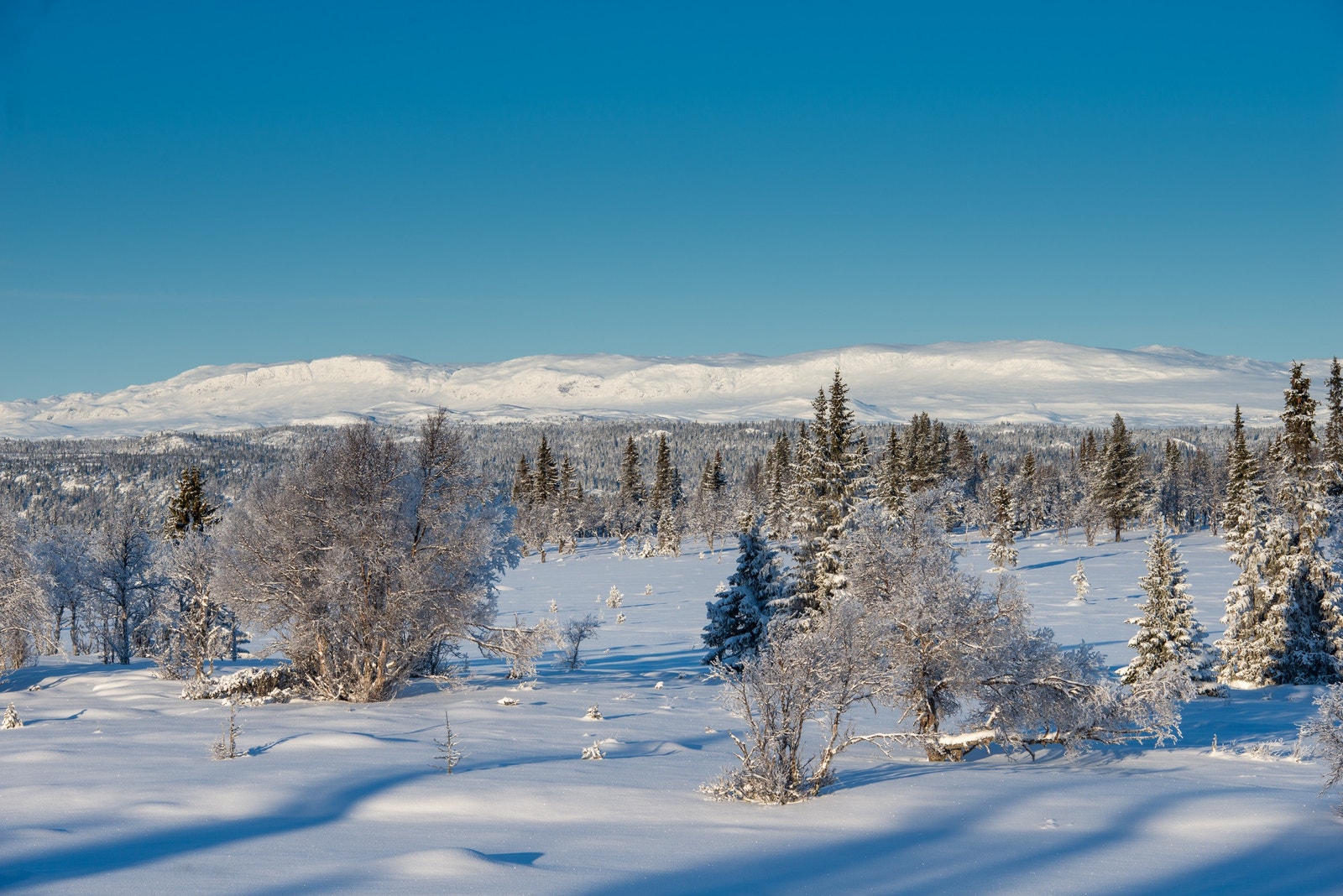 Utsikt mot Reineskarvet Galleribilde