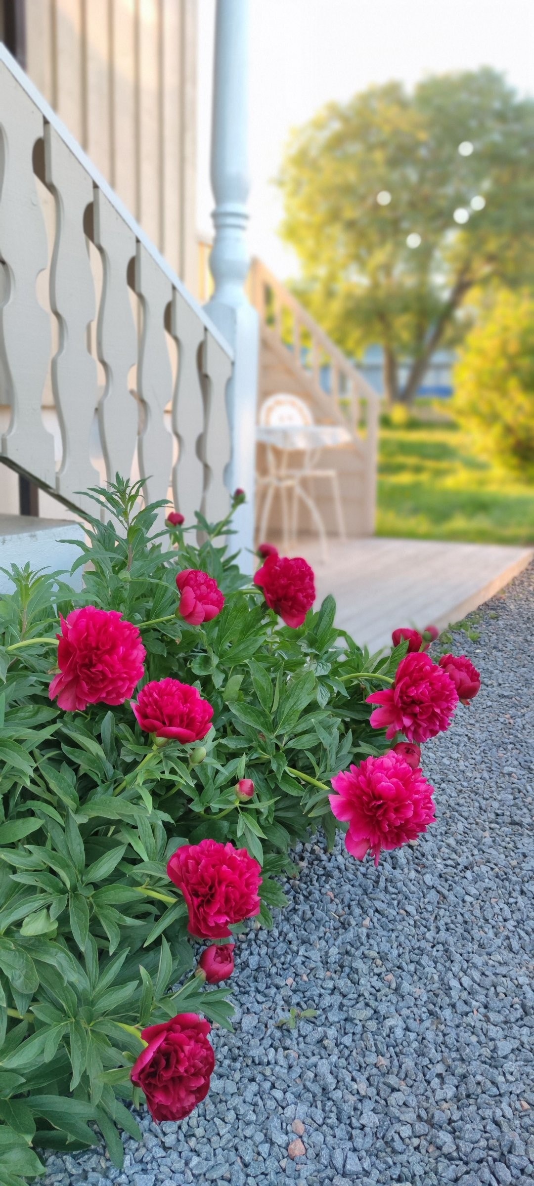 Fantastisk hage med nydelige blomster og enorme mengder rips Galleribilde