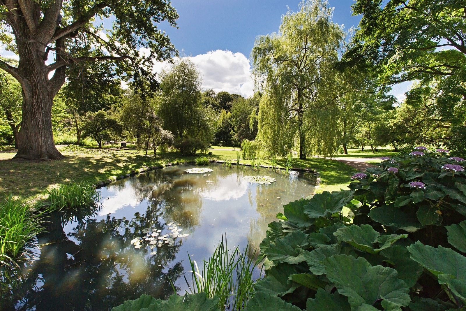 Botanisk Hage finner du rett nede i gata, en liten spasertur unna. Galleribilde
