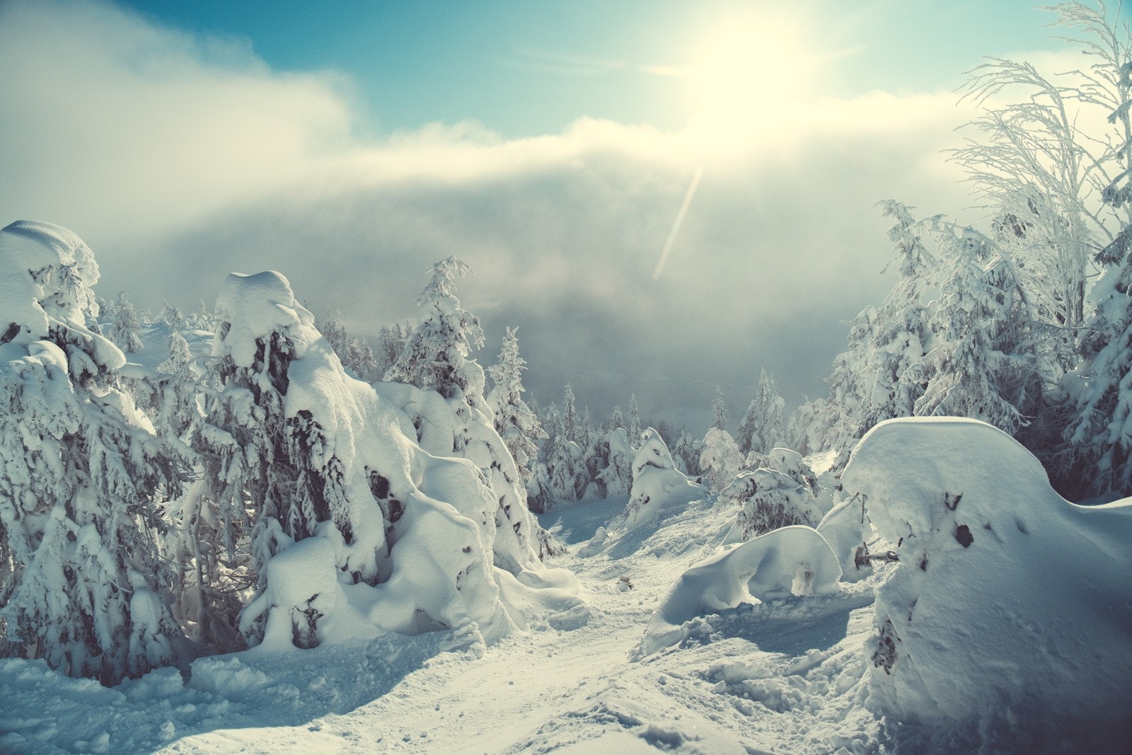 Utallige steder for skogsløyper til barna Galleribilde