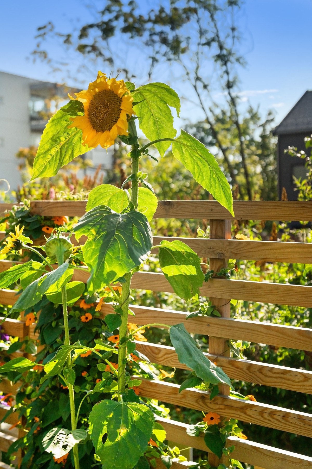Har du grønne fingre er parsellkassene en flott mulighet for beplantning samt dyrking av urter og grønnsaker. Galleribilde