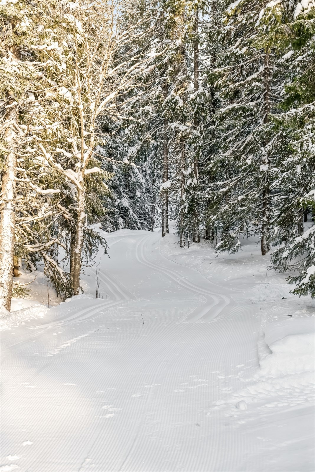 Løypene er tilknyttet et meget flott løypenett i skog- og fjellterreng Galleribilde