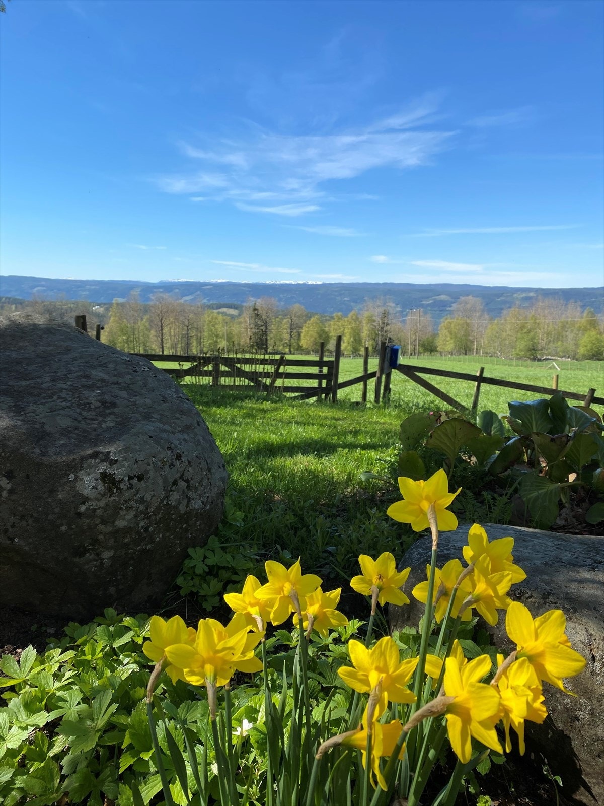 Blomstring i sommer og sol Galleribilde