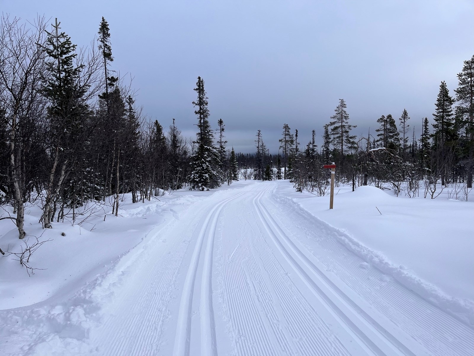 Skiløyper. Galleribilde