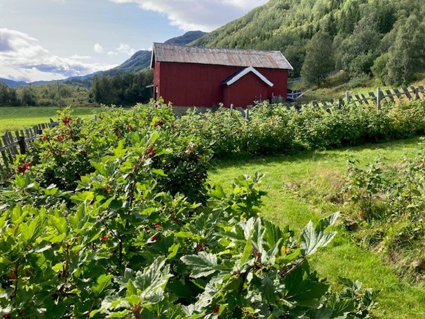 Selgers egne bilder Galleribilde