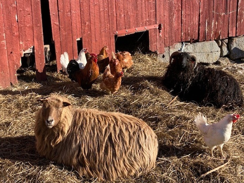 Selgers egne bilder Galleribilde