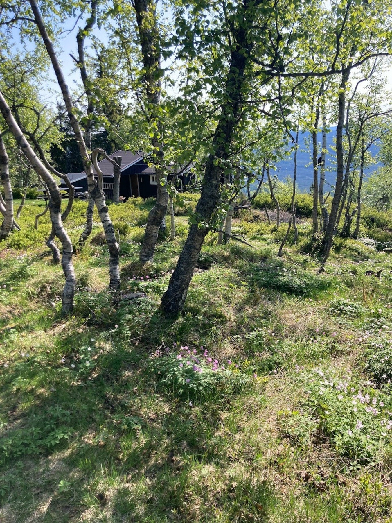 Eiers private sommerbilde Galleribilde
