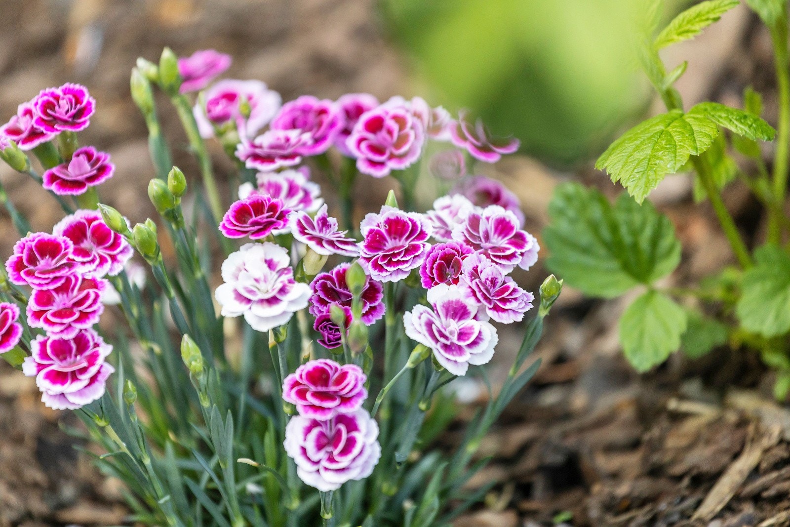 Hagen er meget pent opparbeidet de senere år! Galleribilde