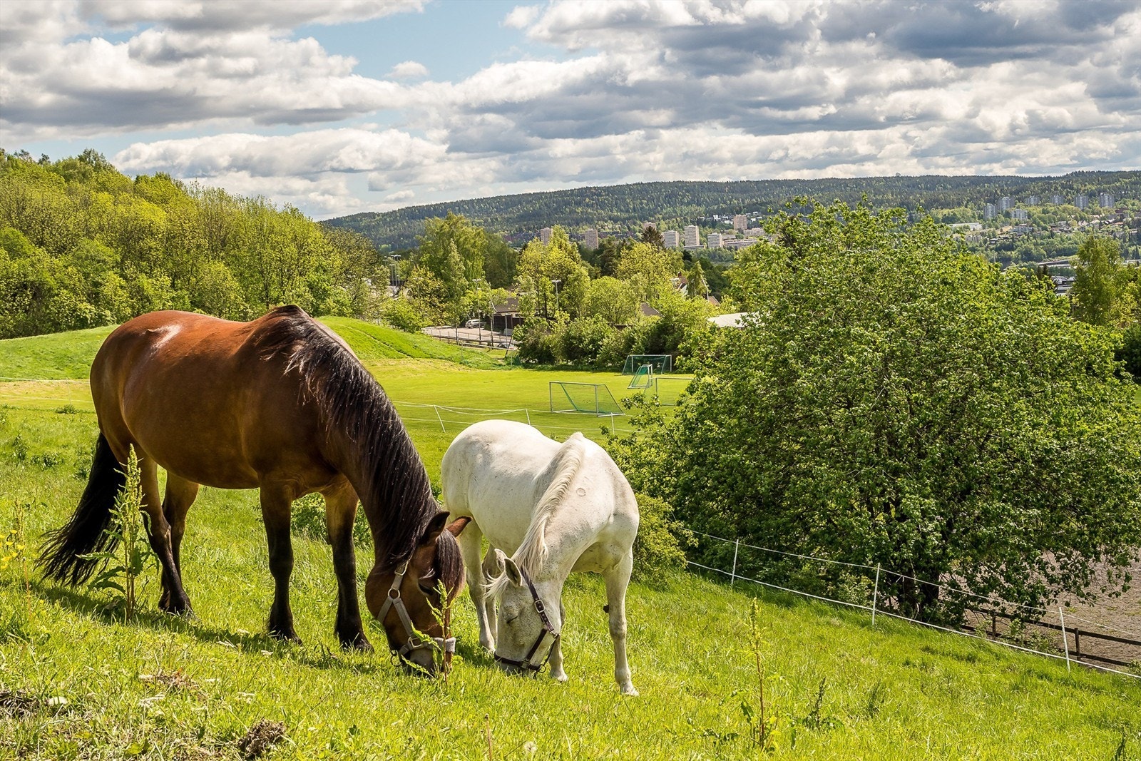 Koselige Årvoll Gård med dyr og aktiviteter for hele familien ligger en kort spasertur unna Galleribilde