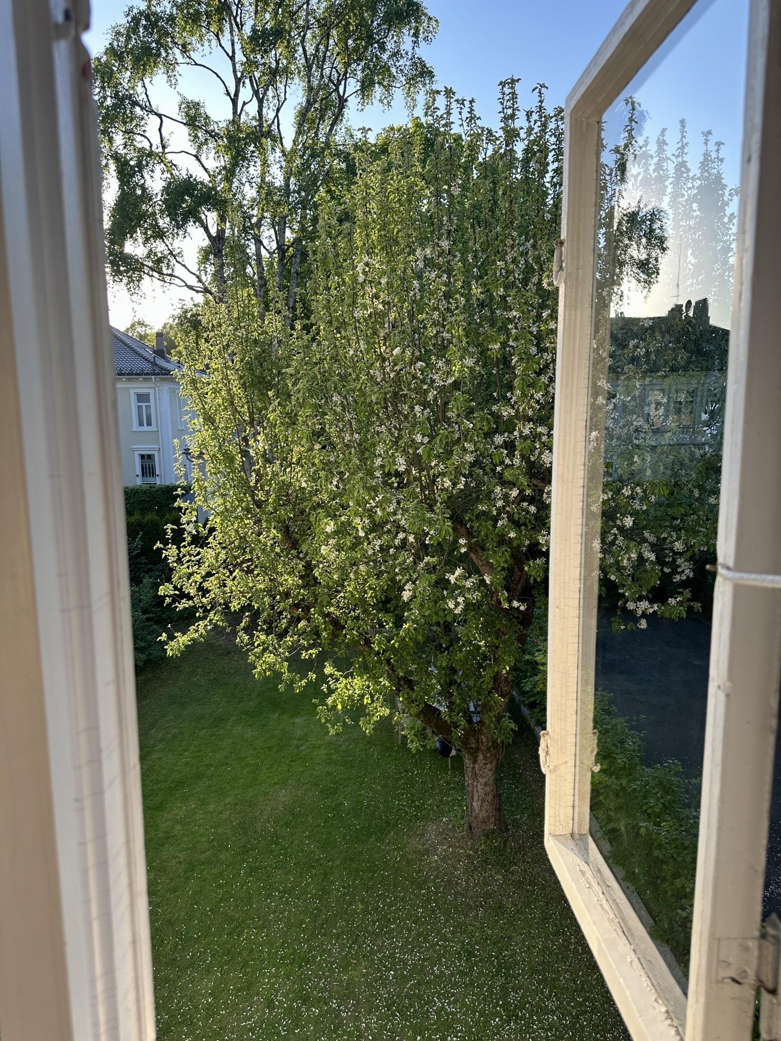Epletreet har sin fine plassering midt i hagen. Bildet er tatt fra stuen. Galleribilde