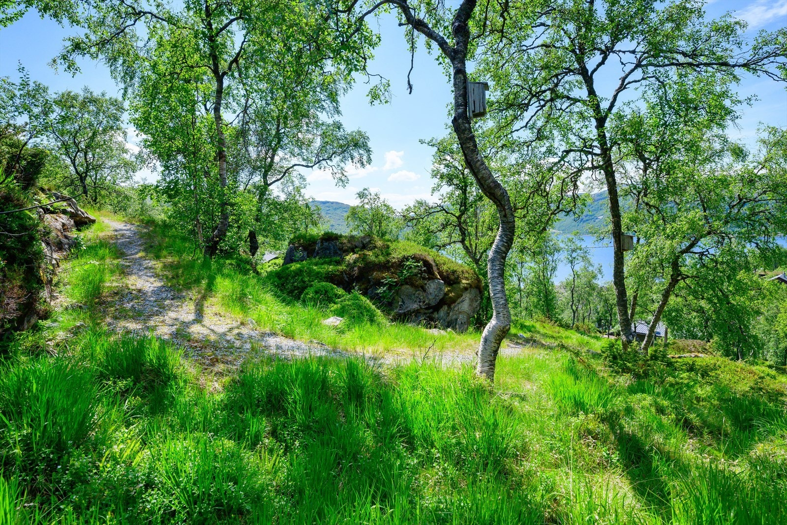 Tilkomst stien til hytten Galleribilde