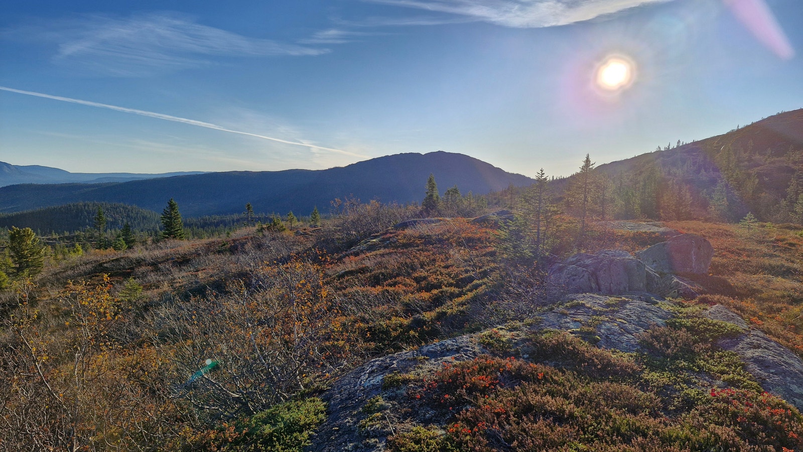 Området er også rikt på plante- og dyreliv og har gode sopp- og bærforekomster. Galleribilde