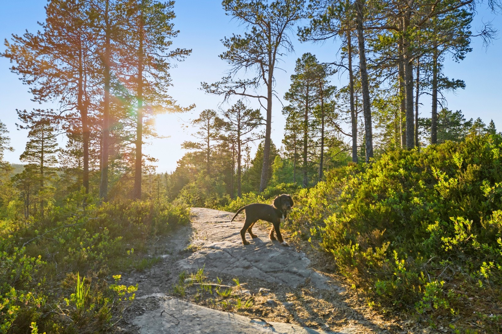 Torsbustaden 239 Galleribilde