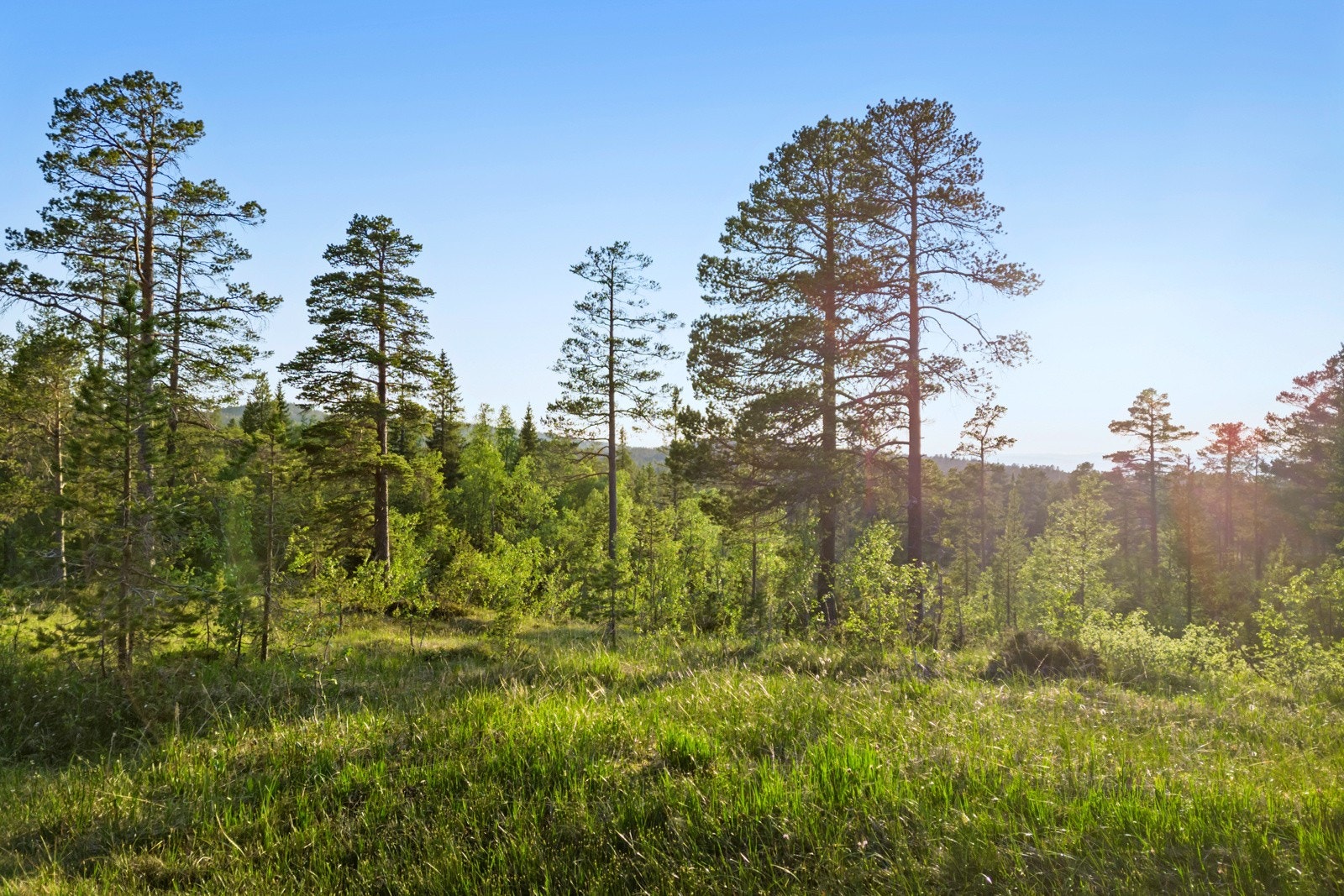 Torsbustaden 239 Galleribilde