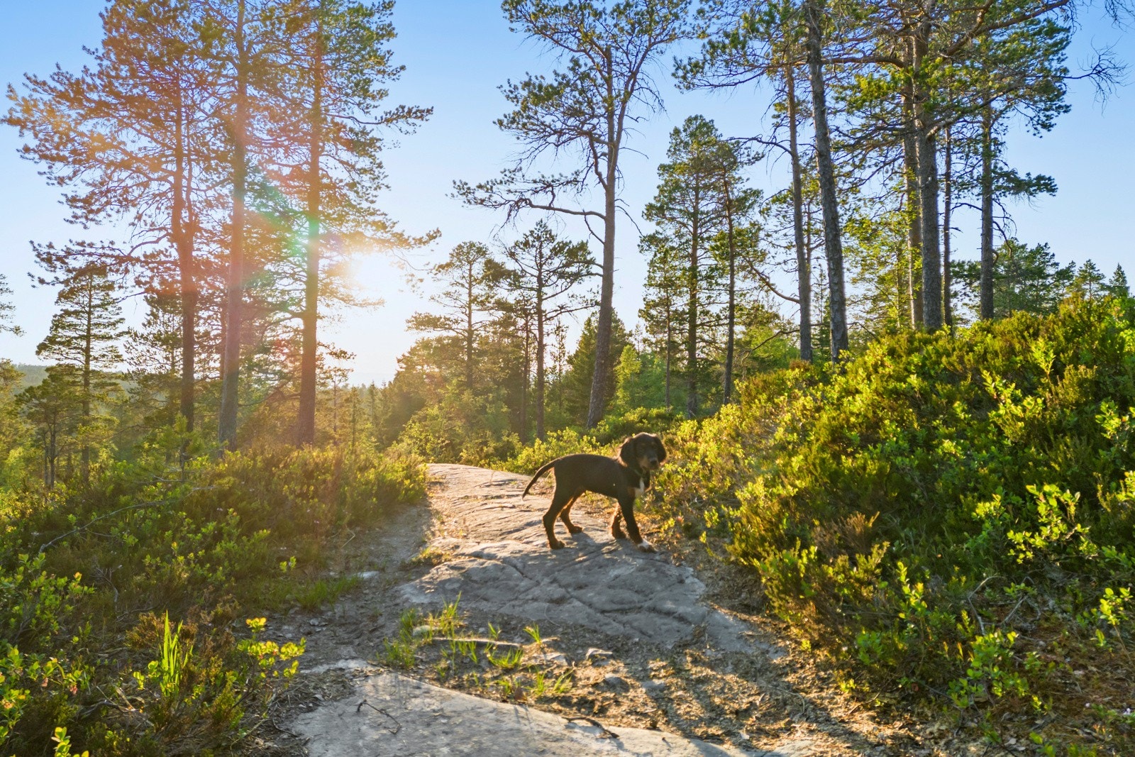 Torsbustaden 239 Galleribilde