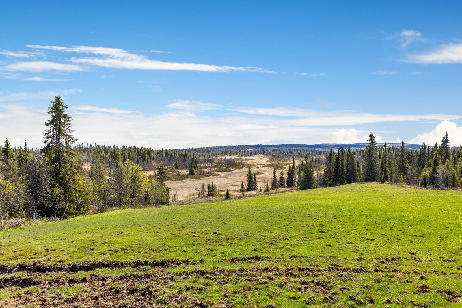 Bilde fra seter Galleribilde