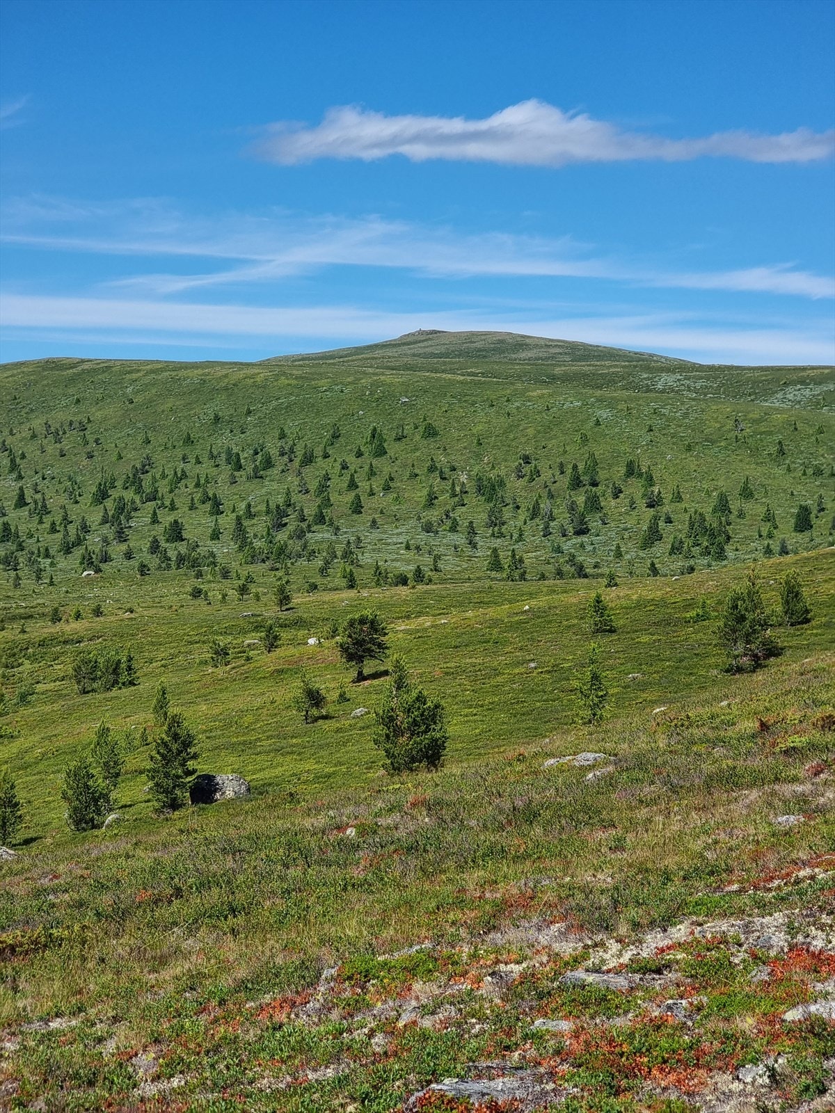 En kort tur opp til snaufjellet. Galleribilde