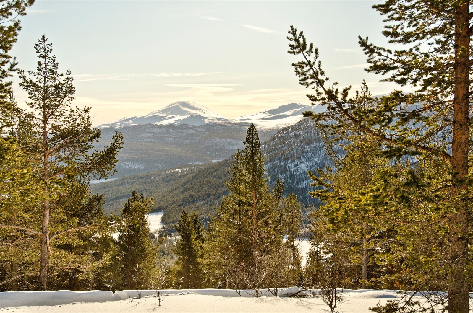 Mot Heidalsmuen. Galleribilde