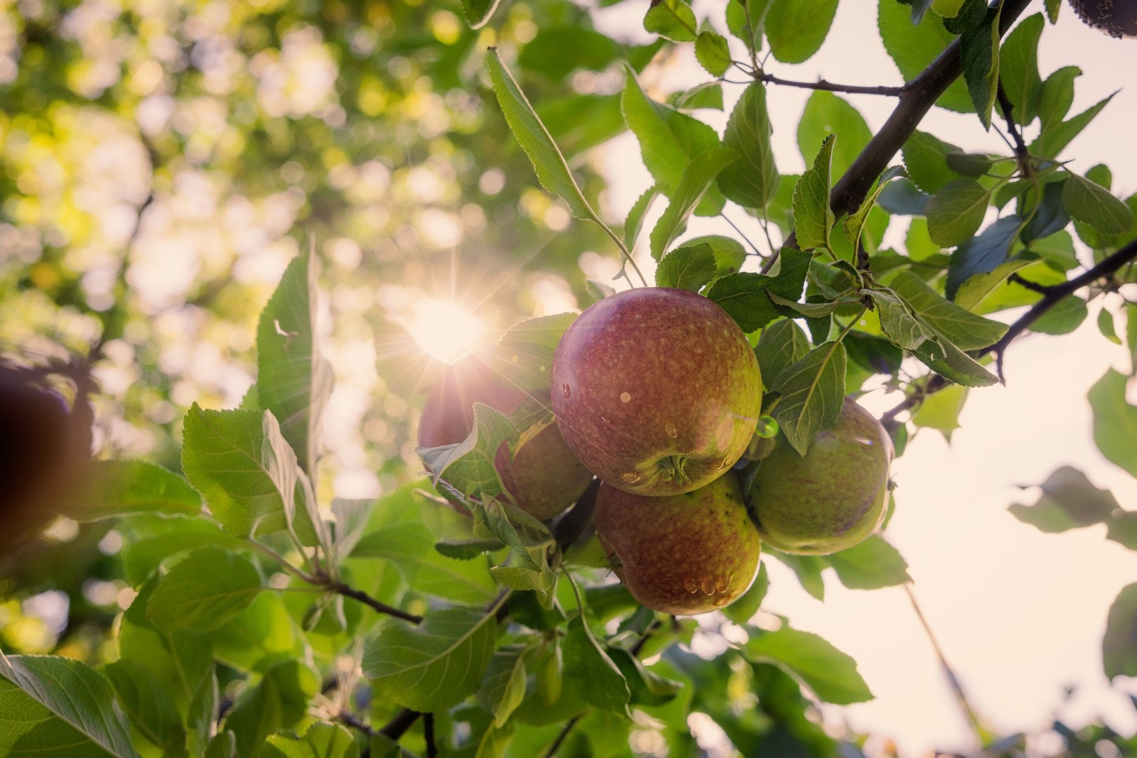 Hagen byr på frodige frukttrær og vakker beplantning. Galleribilde