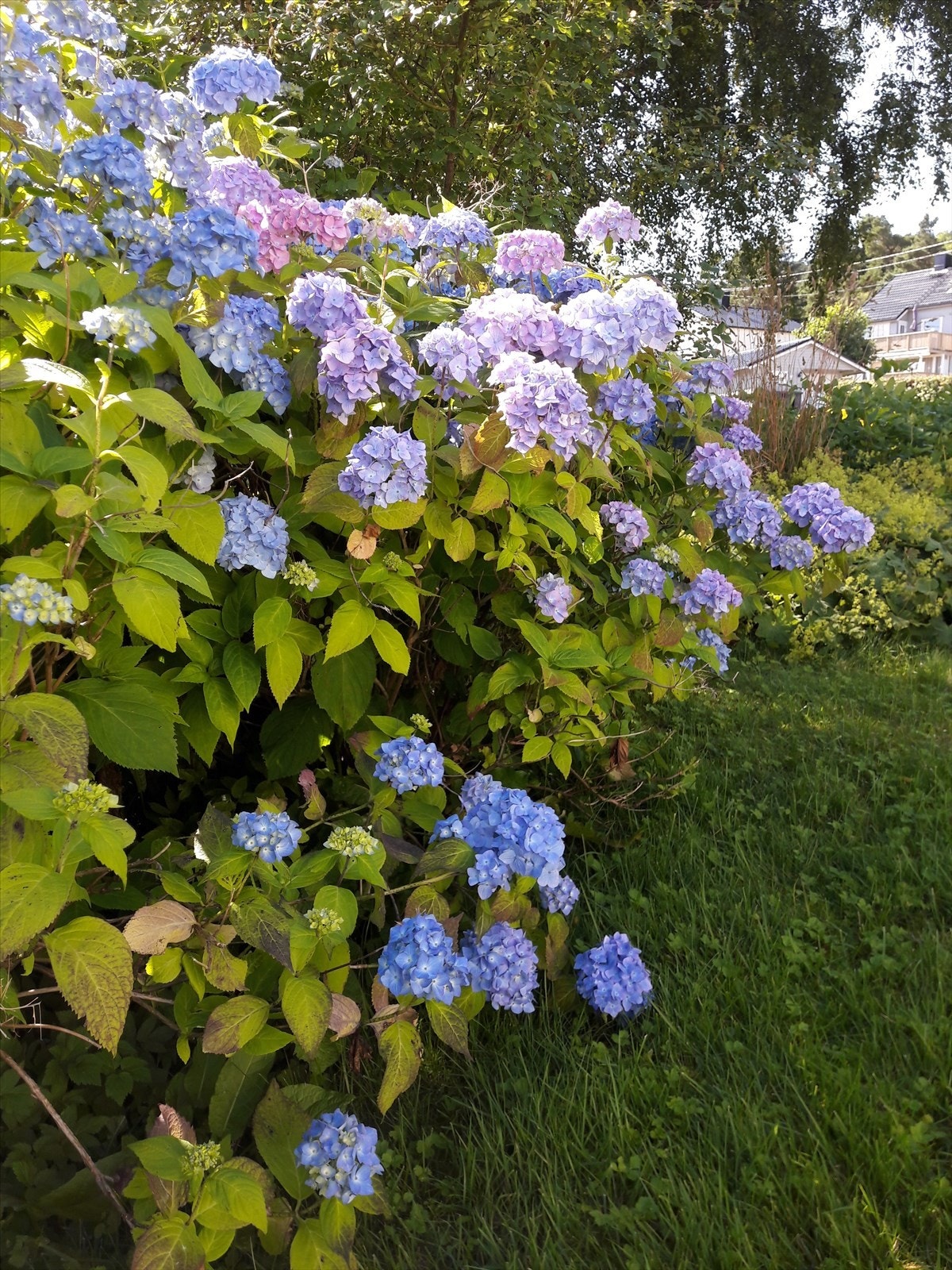 Bilde tatt av selger. Galleribilde