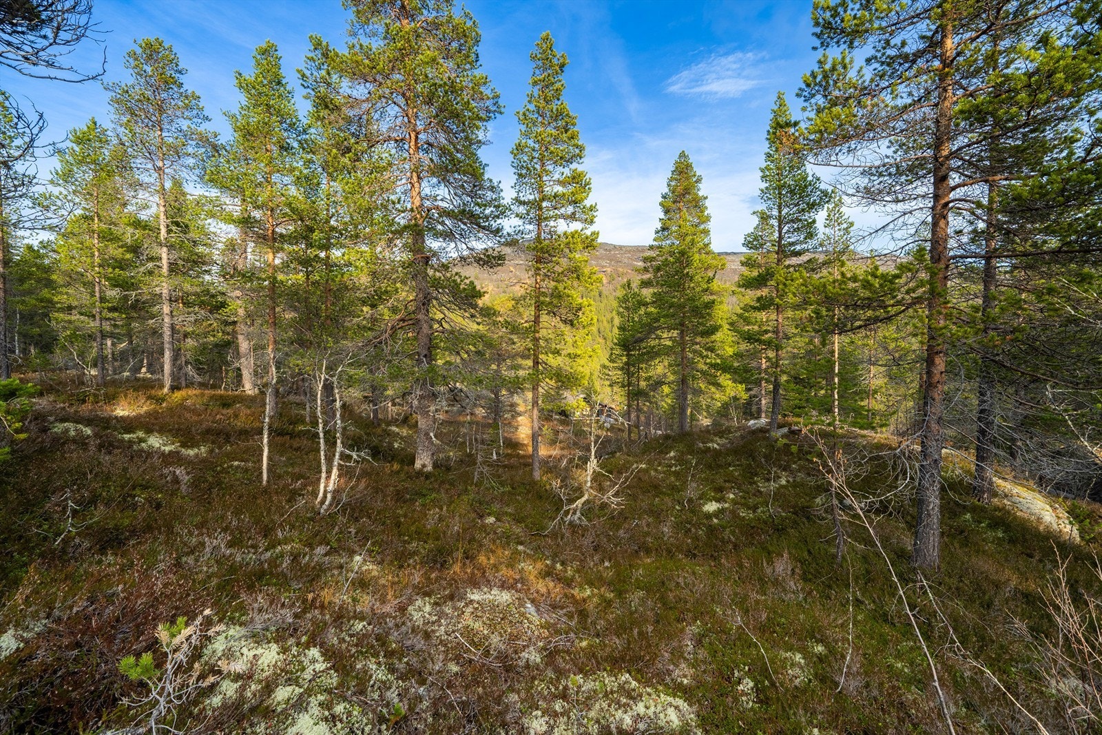 - Velkommen til Badstogdalen Hyttegrend 43 & 45 - Galleribilde