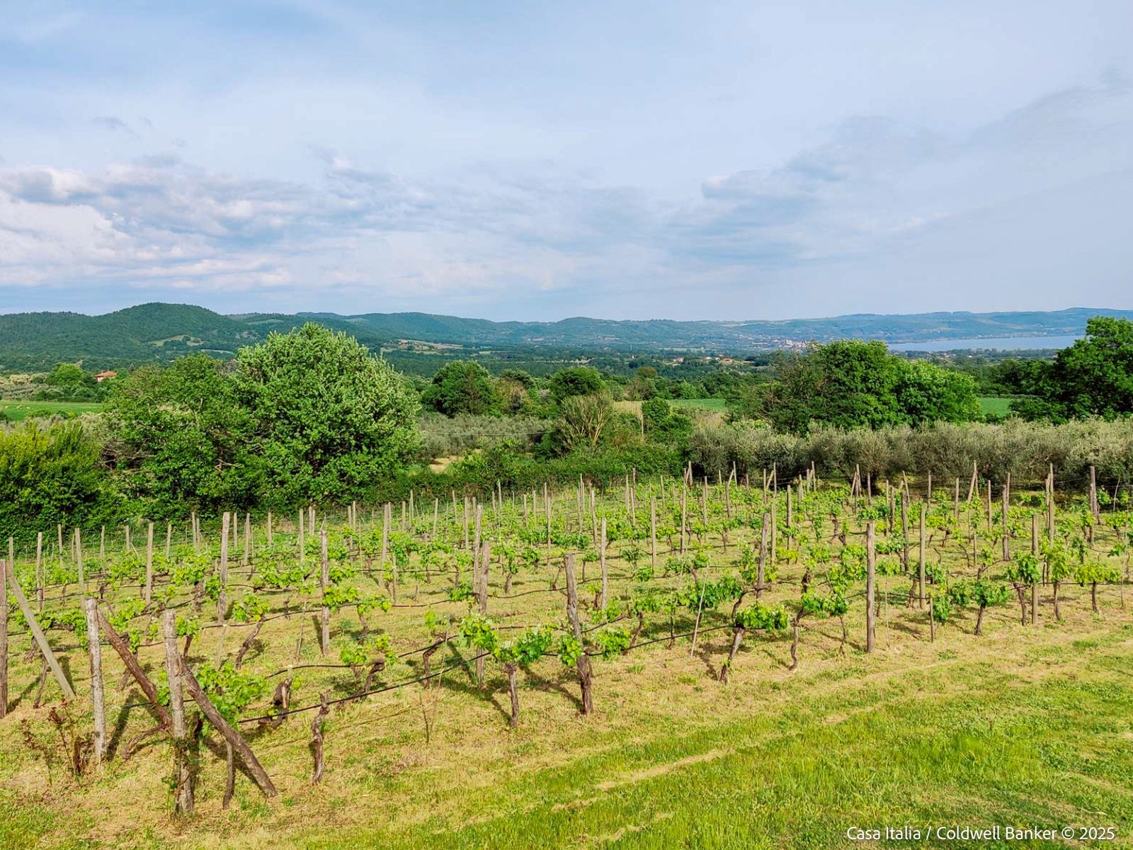 Egne vinranker og olivenlund med hele 400 trær fyller deler av den 400 mål store eiendommen. Driften kan forpaktes bort for å generere inntekter. Galleribilde