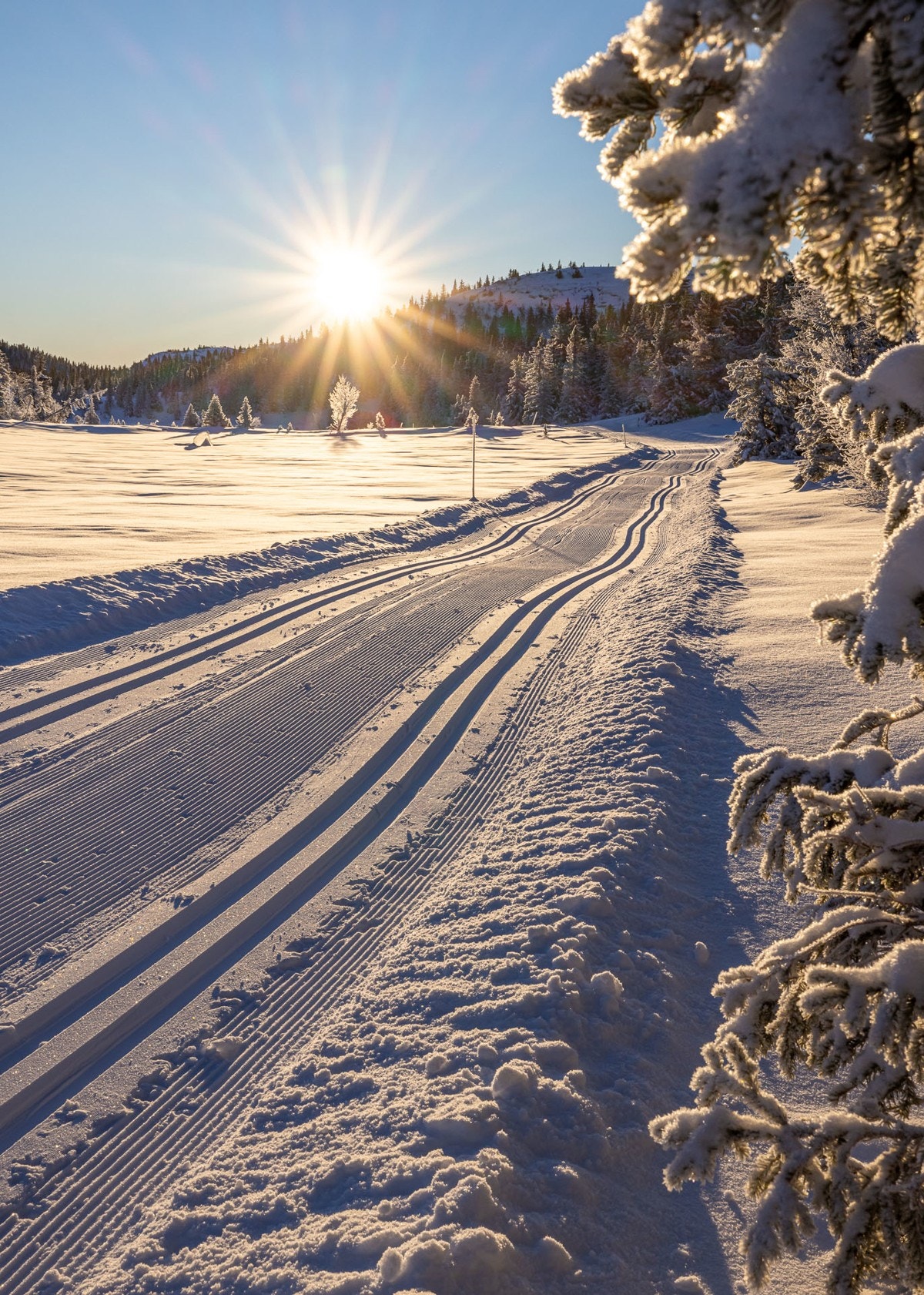 Høykvalitets langrennsløyper i umiddelbar nærhet. Galleribilde