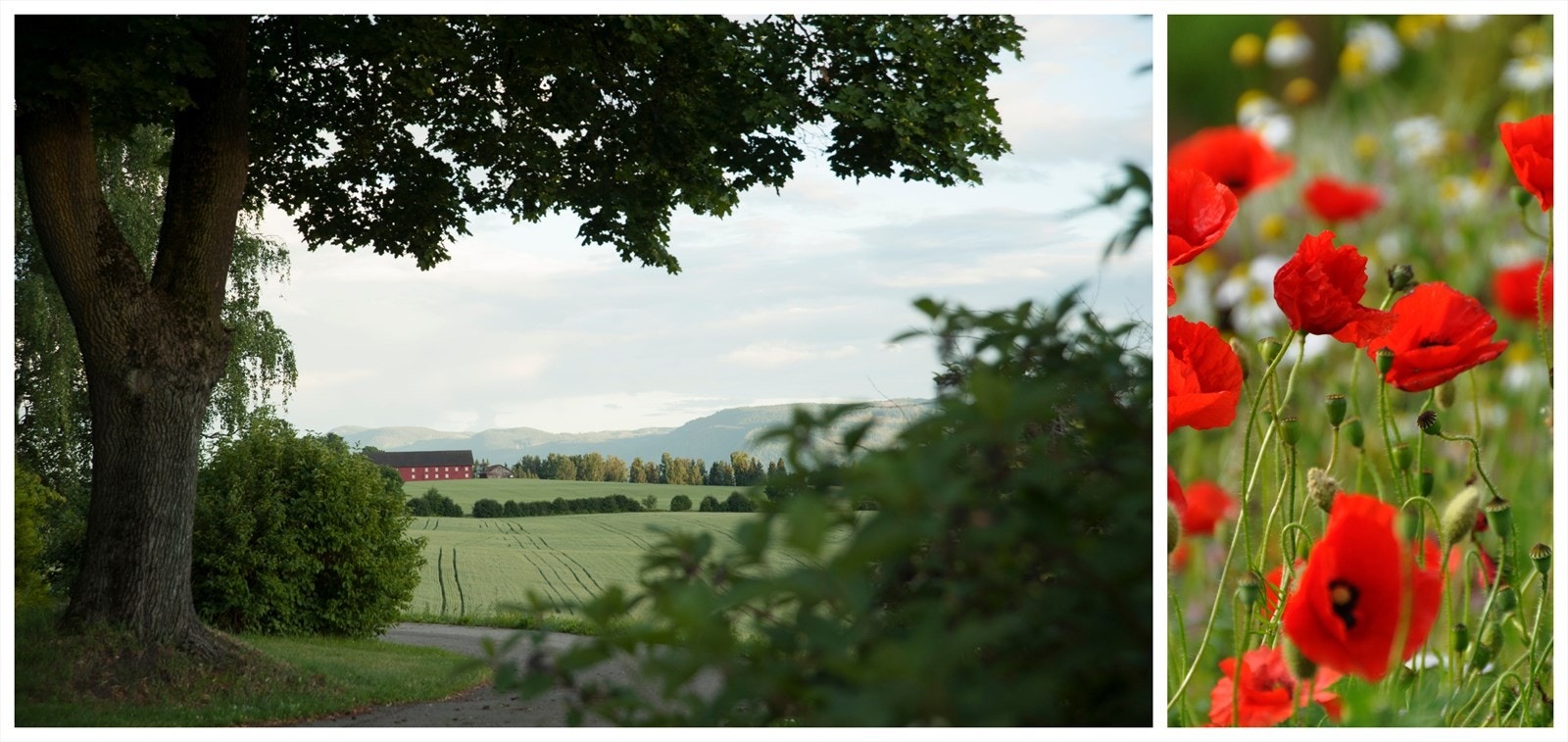 Stange byr på et fantastisk landskap med flotte turmuligheter i grønne omgivelser. Foto til høyre: Stange kommune Galleribilde