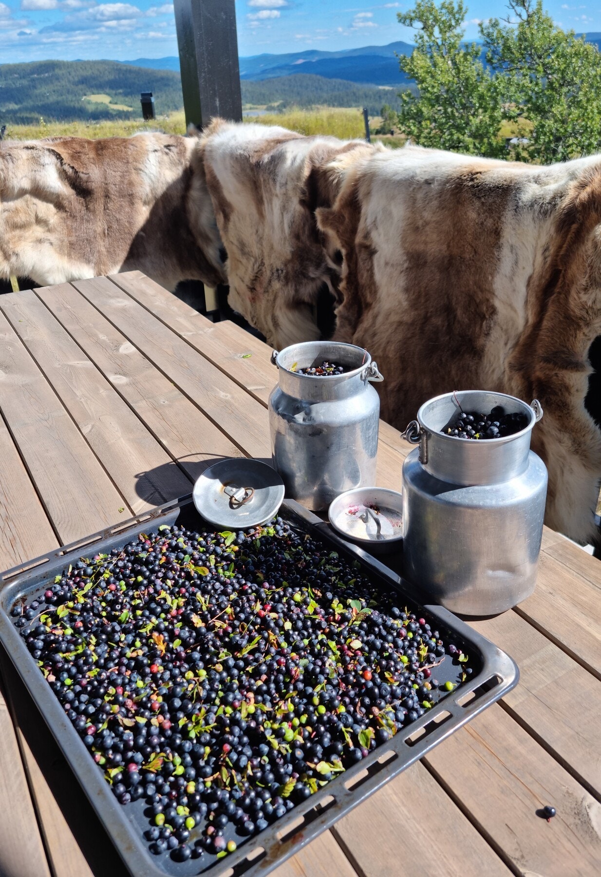 Selgers egne bilder Galleribilde