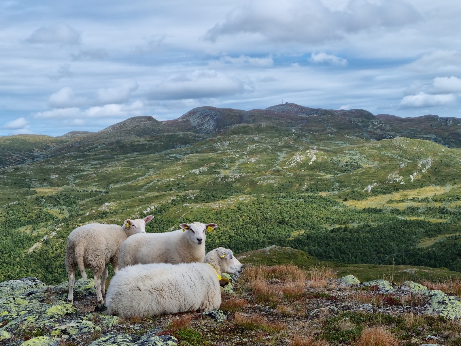 Selgers egne bilder Galleribilde