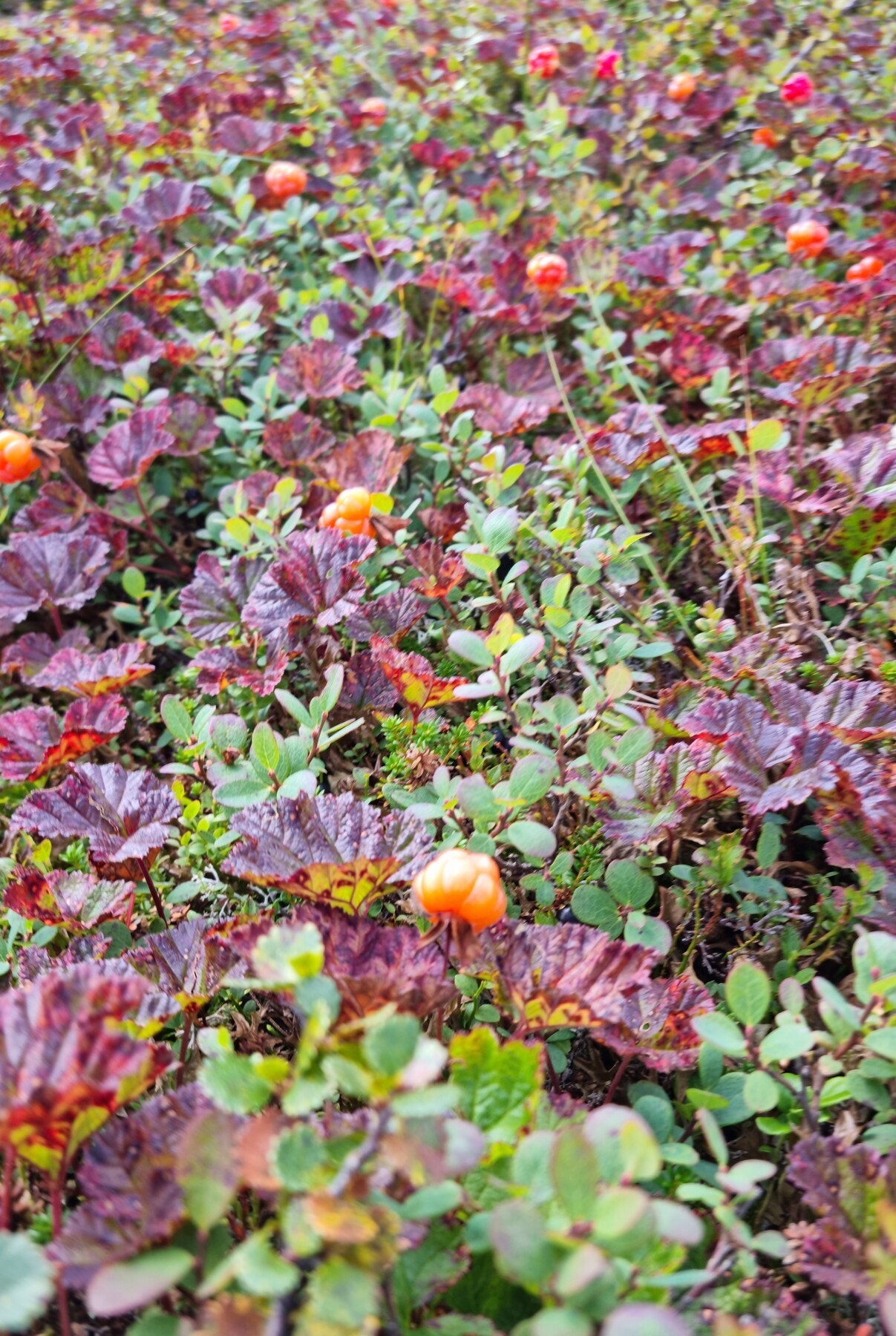 Selgers egne bilder Galleribilde