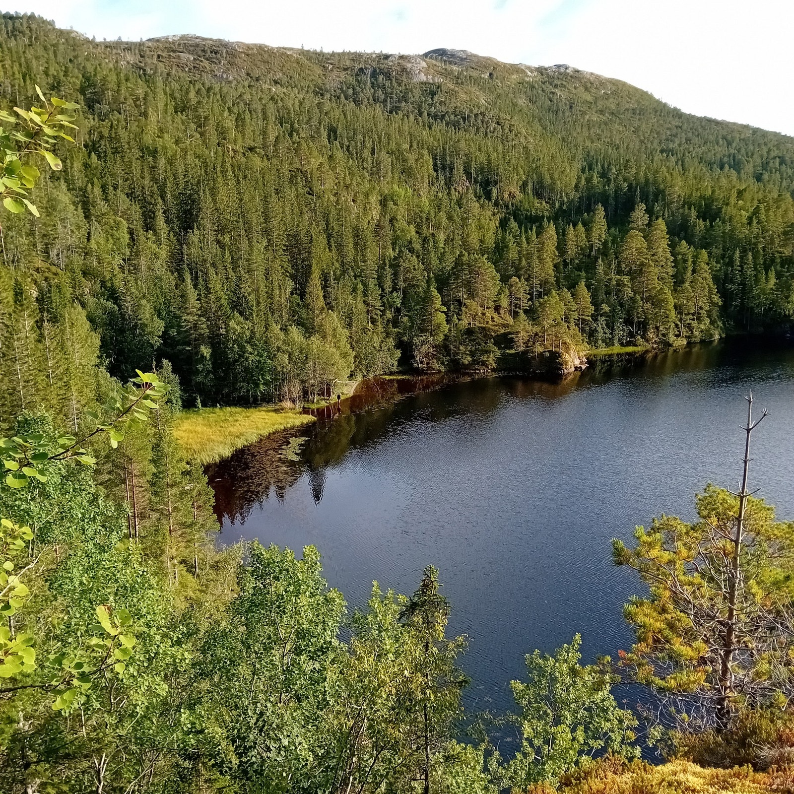 Nærområdet. Galleribilde