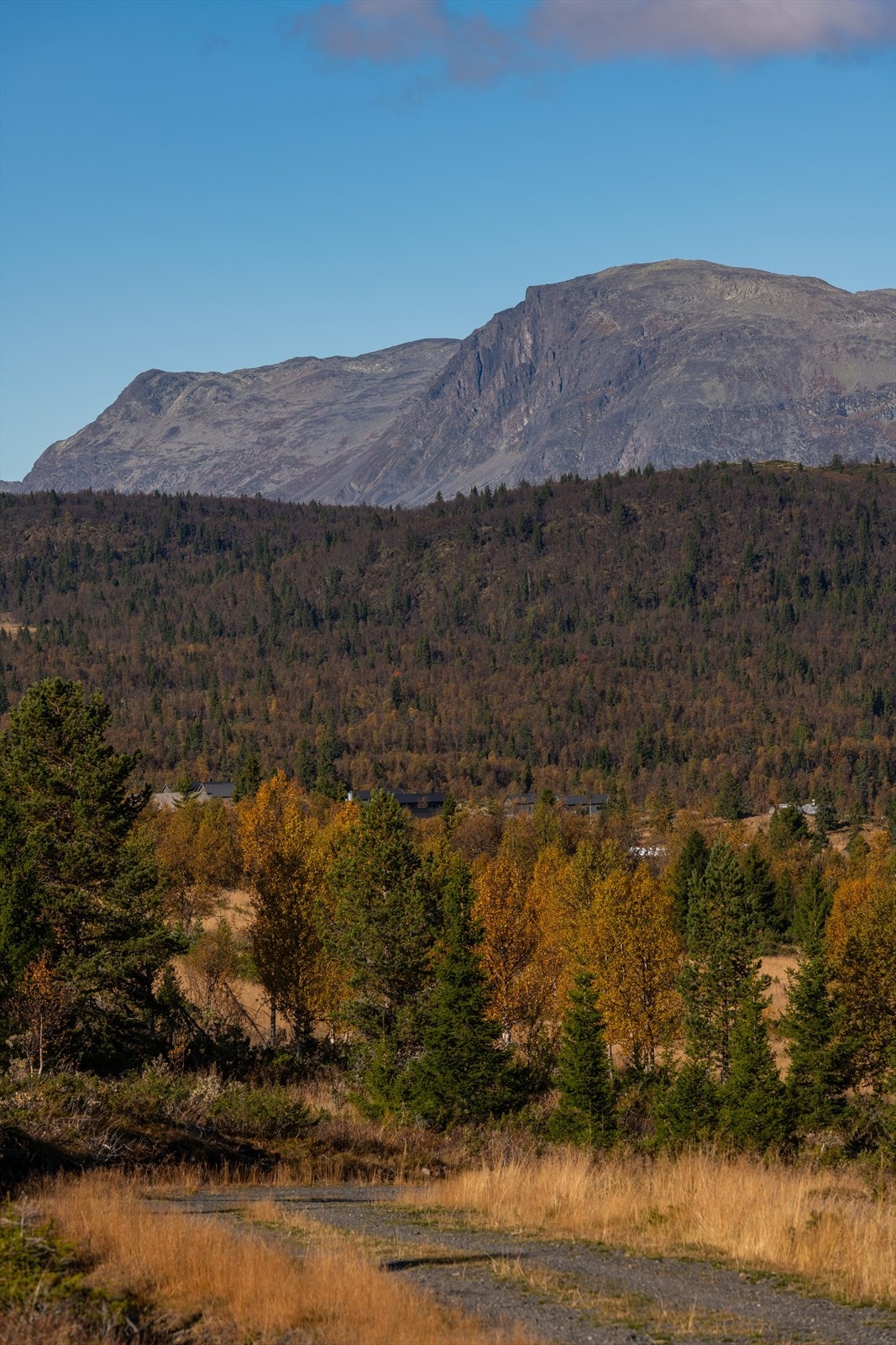 Nydelig utsyn mot Skogshorn Galleribilde
