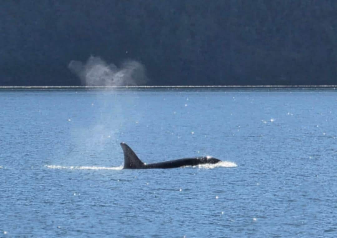 Magien er ikkje langt unna - om du er heldig ser du blant anna flokkar av spekkhogger Galleribilde