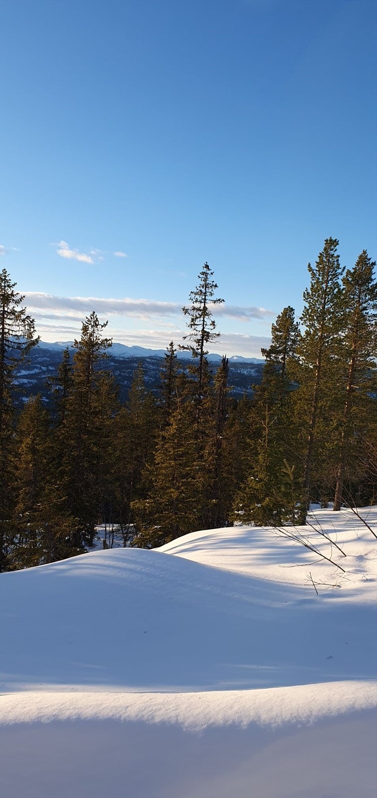 Privat vinterbilde Galleribilde