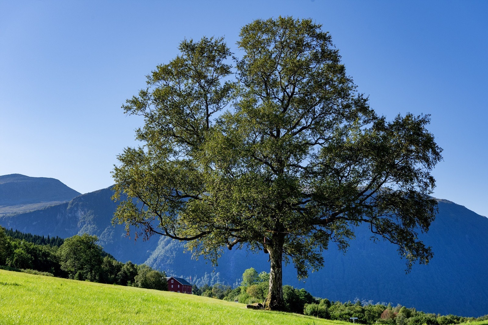 Vakkert eiketre på gårdstunet. Galleribilde