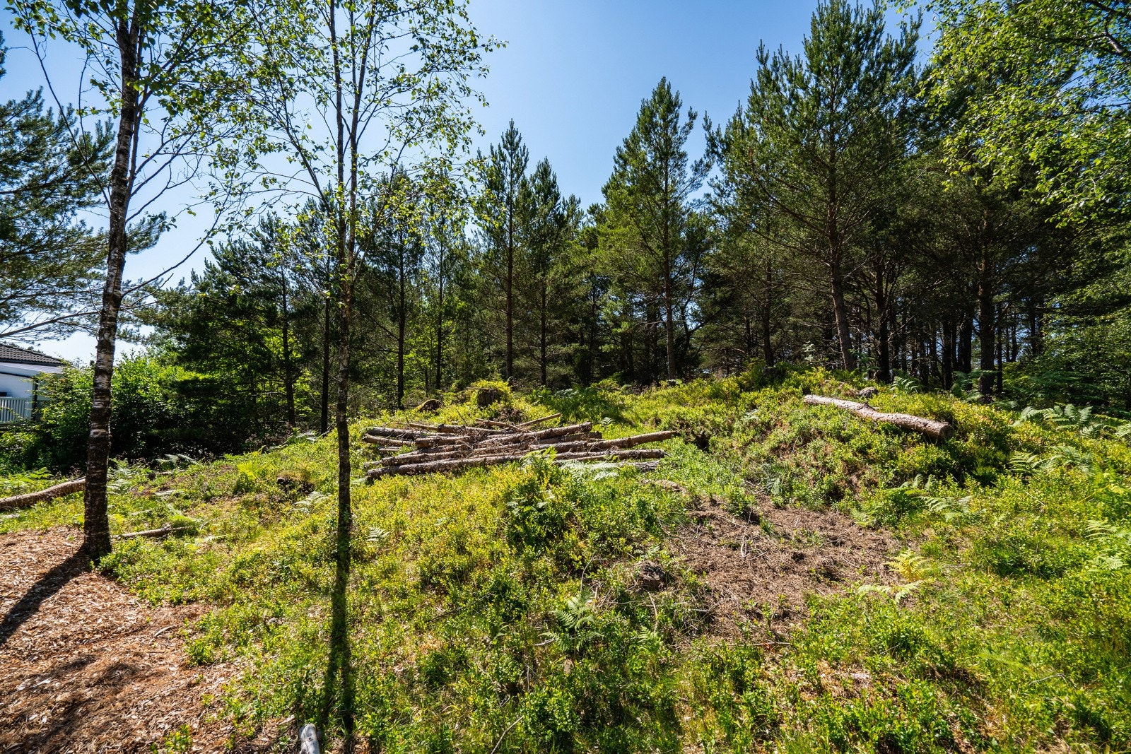 Tomten, noe igjenngrodd siden dette bilde. Galleribilde