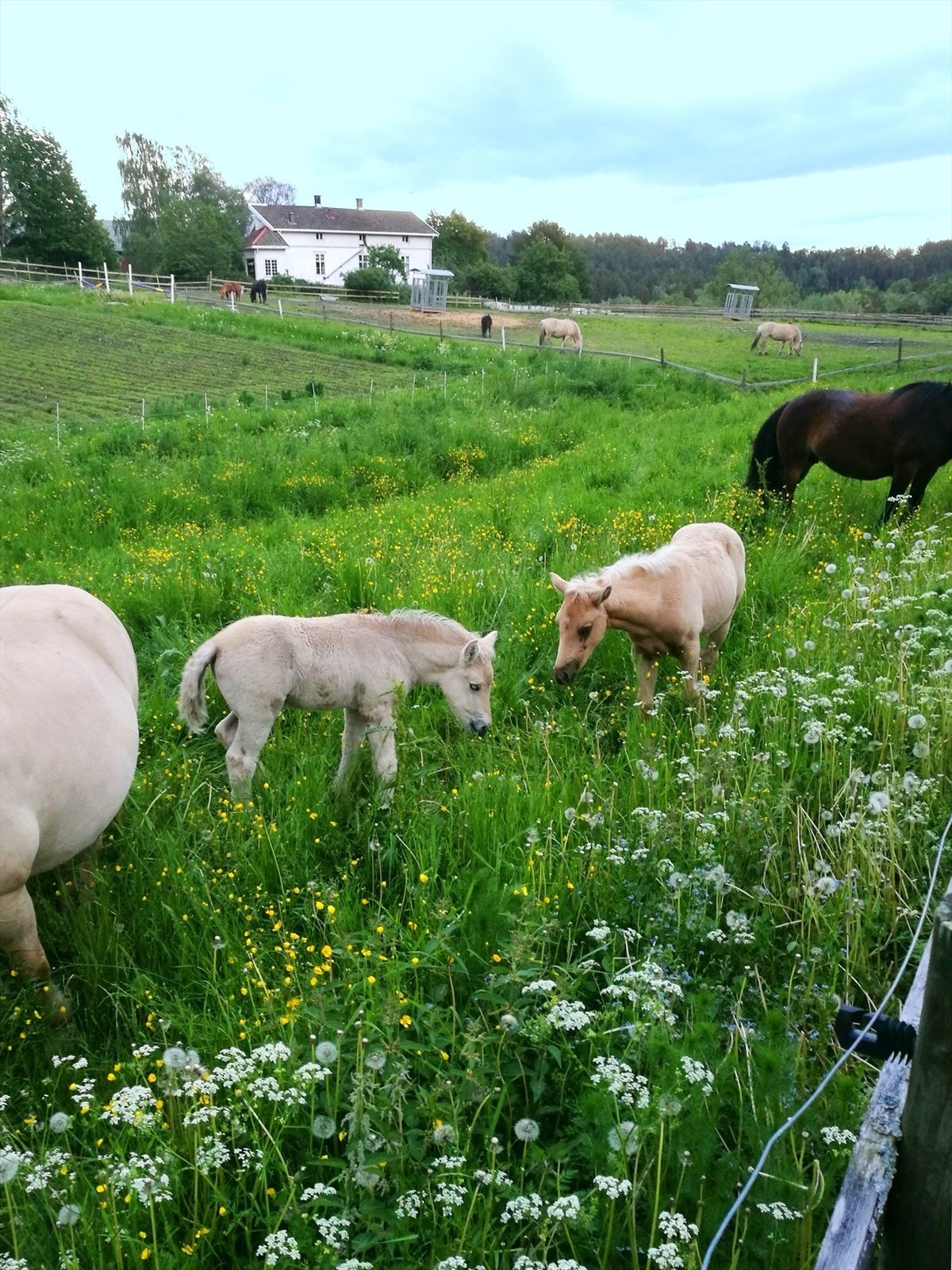 SØNDRE AAS GÅRD OG MILJØSENTER - Fritidstilbud der de fleste aktiviteter foregår utendørs. Galleribilde