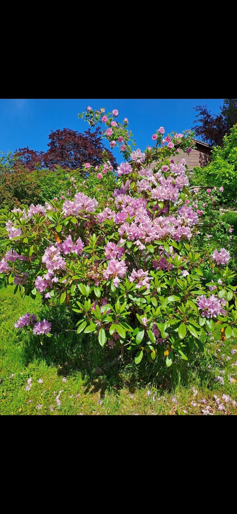 Privat bilde Galleribilde