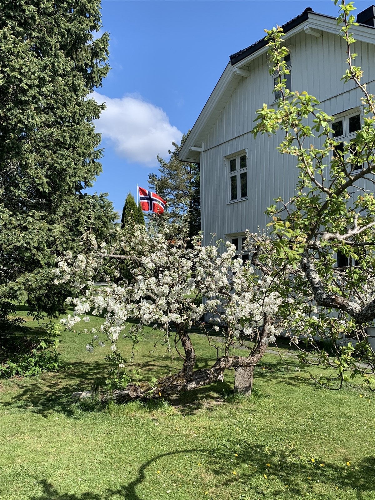 Epletrærne blomstrer for fullt. Galleribilde