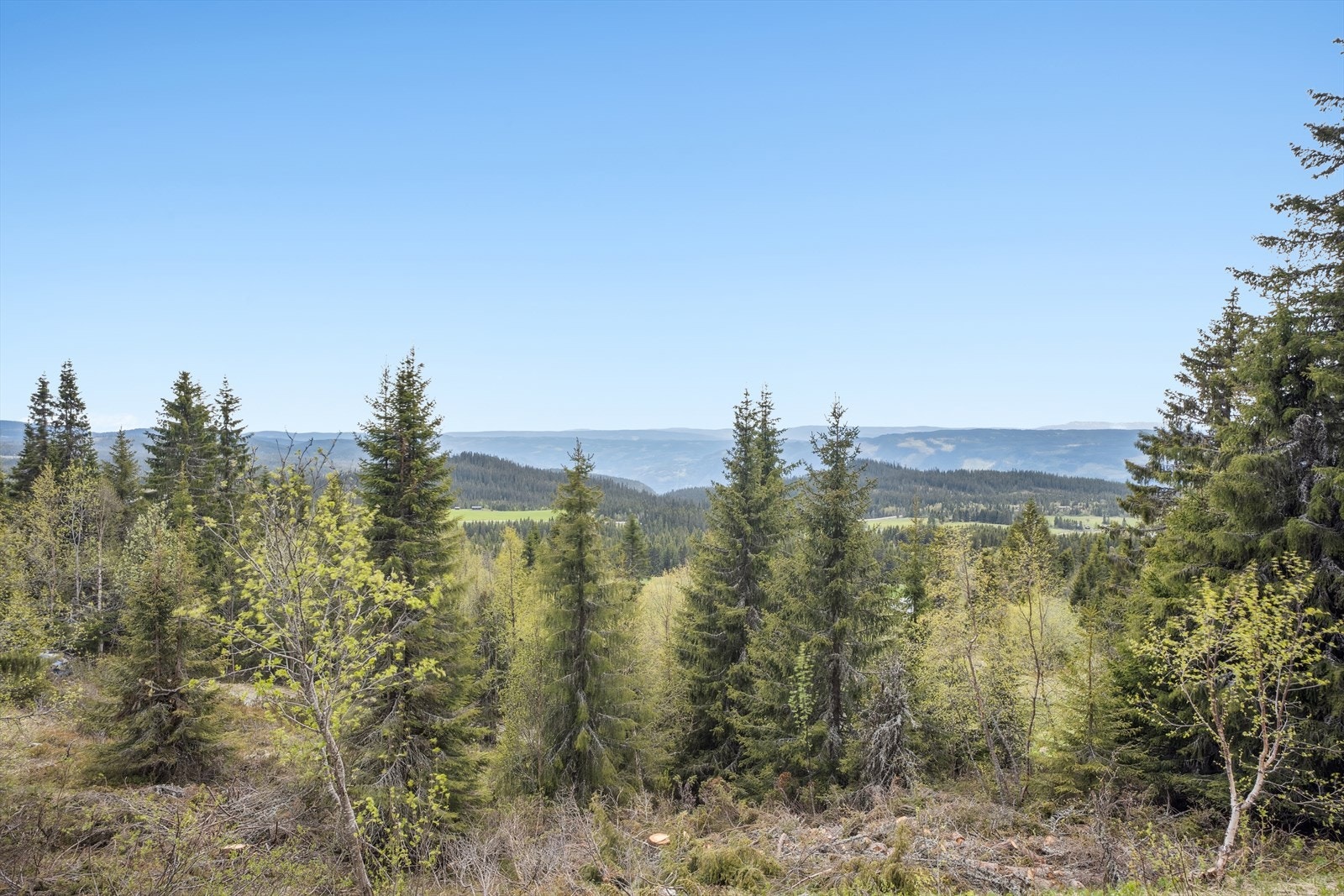 Utsikt. Galleribilde