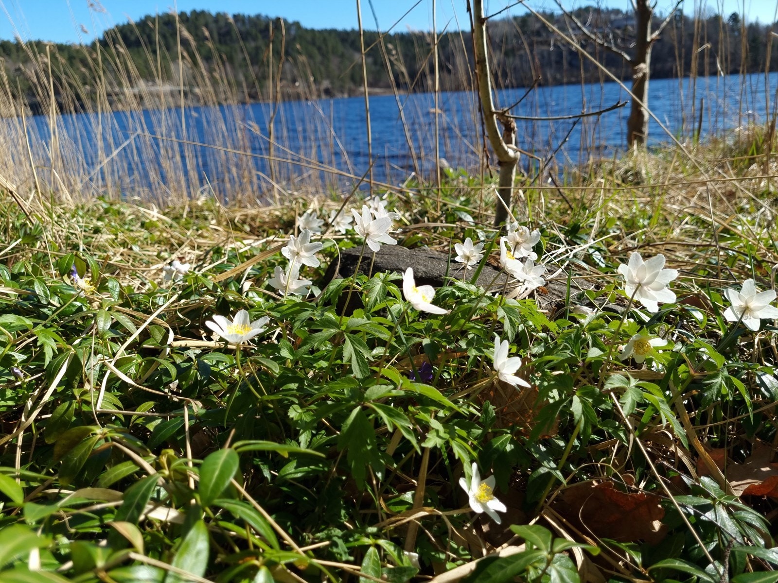 Privat bilde tatt av selger Galleribilde