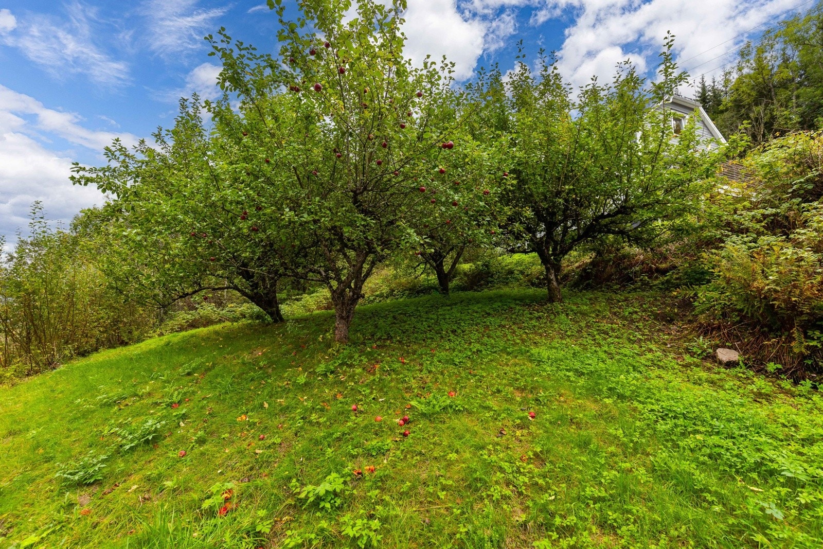 Stor stomt på 1233 kvm, men hage og epletrær. Galleribilde